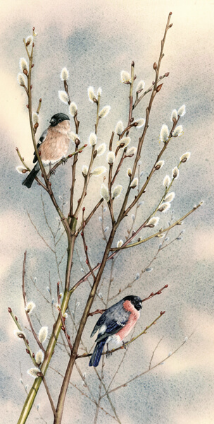 pussy willow tree and bullfinch bird print by artist Jenny Bell