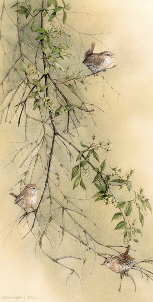 wren birds and jasmine fine art print by artist Jennifer Bell at myton gallery hull