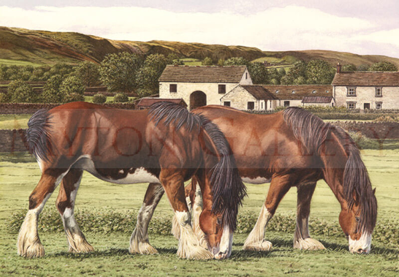 Shire Horses in a Field picture by artist Ron Spoors
